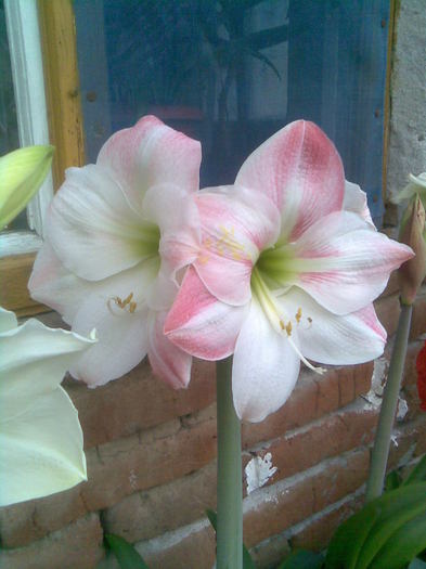 Imag012 - Hippeastrum