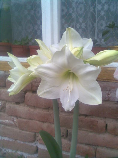 Imag017 - Hippeastrum