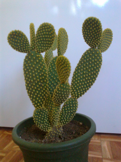 Fotografie0216 - Cactusi