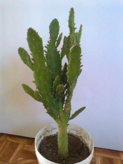Fotografie0227 - Cactusi