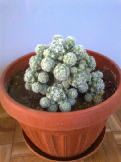 Fotografie0220 - Cactusi