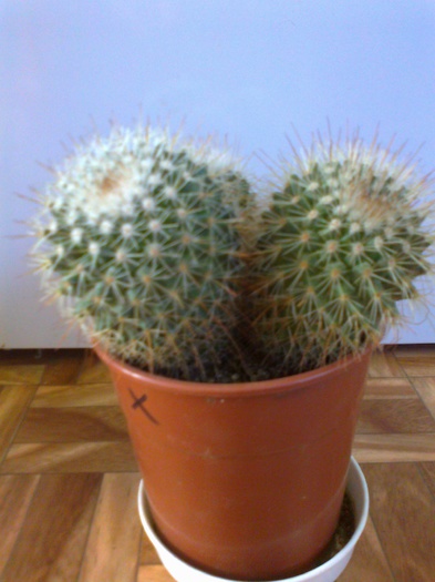 Fotografie0219 - Cactusi