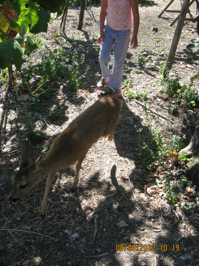 O urmaresc ... - 2 BIANCA SI LUNA