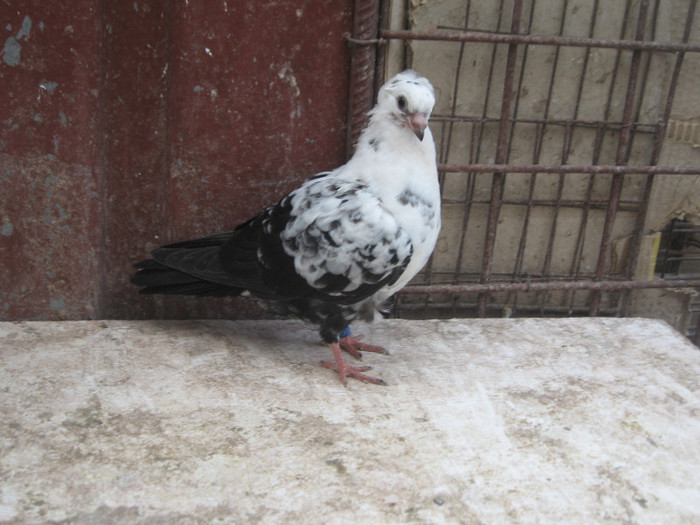 pestriti de Timisoara - 2 Arhiva personala