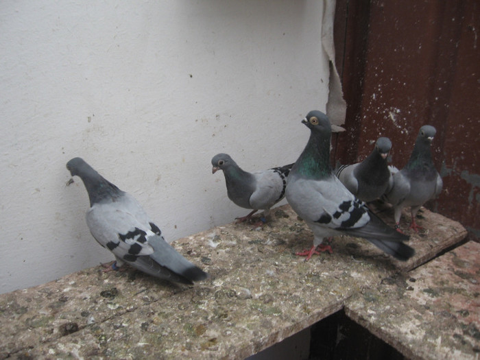 Albastru de Cluj - 2 Arhiva personala