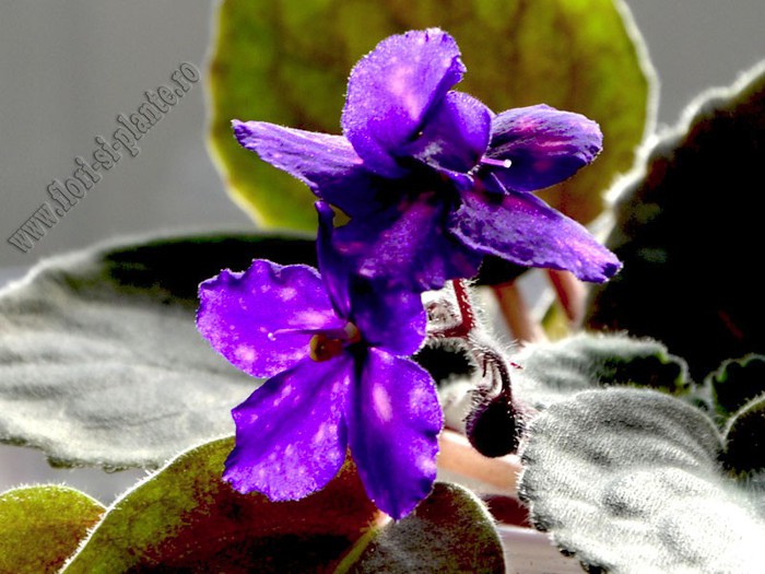 Saintpaulia Galactic Storn - VIOLETE AFRICANE  - Saintpaulia