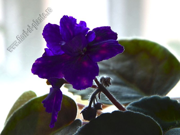 Saintpaulia Galactic Storn - VIOLETE AFRICANE  - Saintpaulia