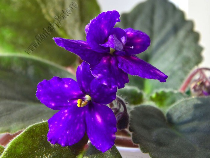 Saintpaulia Galactic Storn - VIOLETE AFRICANE  - Saintpaulia