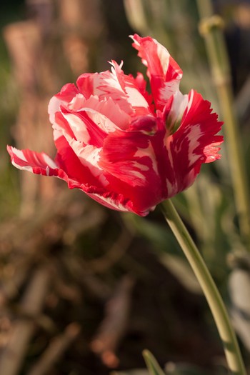 Tulipa Parrot "Estella Rijnveld" - De ce iubesc lalelele