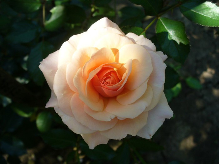 Great Expectations; English rose, floribunda, foarte parfumat. Trandafirul anului 2001 in UK.
