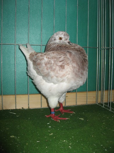 IMG_4773 - SOLT 2012 TINERET