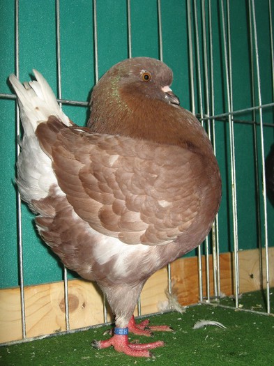 gran campion dar nu arata