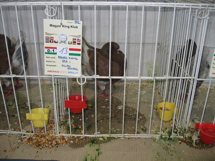 IMG_4817 - SOLT 2012 TINERET