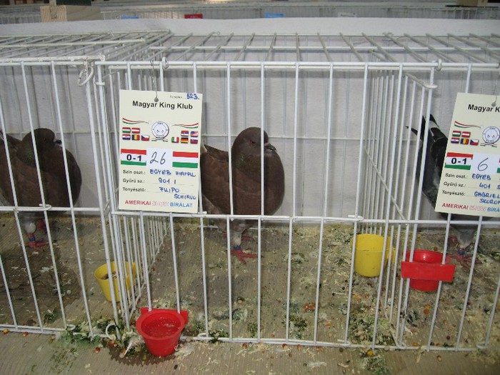 IMG_4818 - SOLT 2012 TINERET