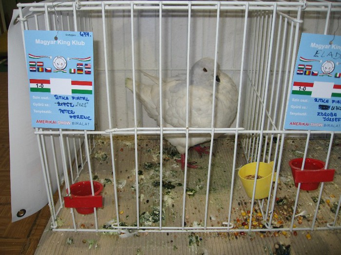 IMG_4819 - SOLT 2012 TINERET