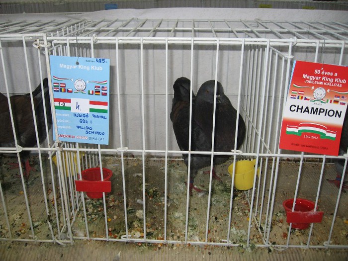 IMG_4821 - SOLT 2012 TINERET