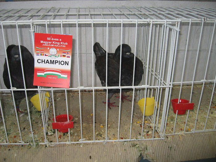 IMG_4822 - SOLT 2012 TINERET