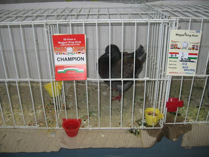 IMG_4823 - SOLT 2012 TINERET