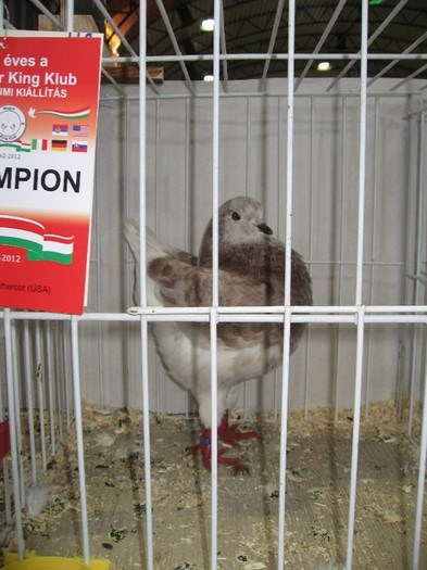 IMG_4824 - SOLT 2012 TINERET