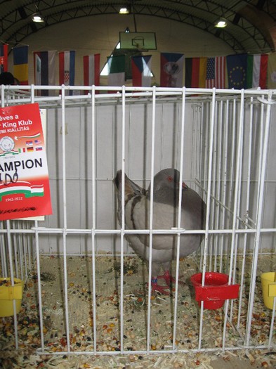 IMG_4825 - SOLT 2012 TINERET