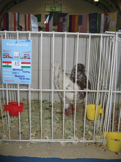 IMG_4827 - SOLT 2012 TINERET