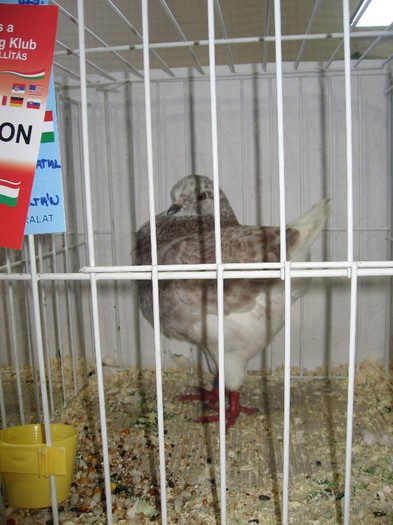 IMG_4828 - SOLT 2012 TINERET