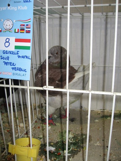 IMG_4831 - SOLT 2012 TINERET