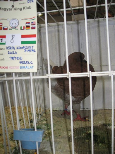 IMG_4833 - SOLT 2012 TINERET