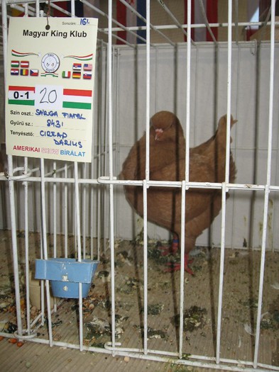 IMG_4850 - SOLT 2012 TINERET