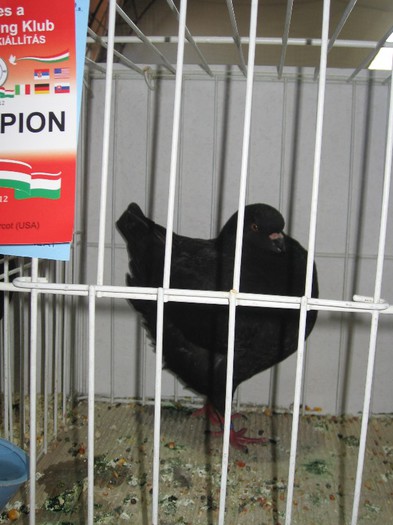 IMG_4851 - SOLT 2012 TINERET