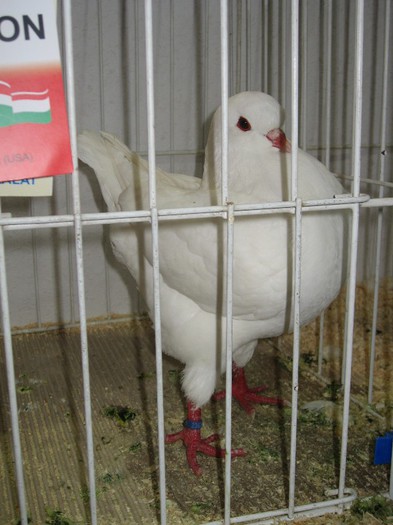 IMG_4854 - SOLT 2012 TINERET