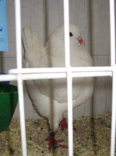 IMG_4855 - SOLT 2012 TINERET