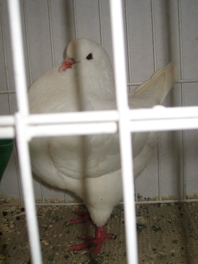 IMG_4856 - SOLT 2012 TINERET