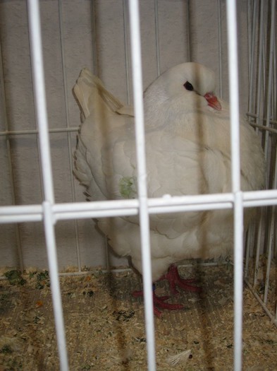 IMG_4857 - SOLT 2012 TINERET