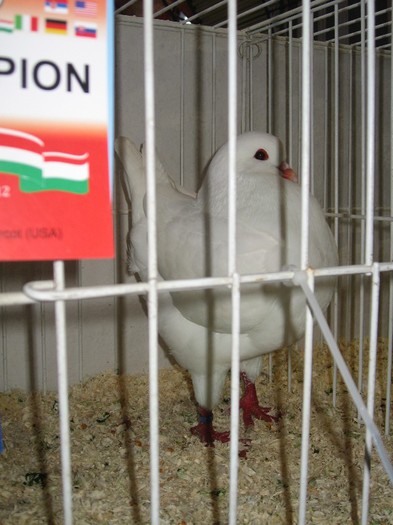 IMG_4858 - SOLT 2012 TINERET