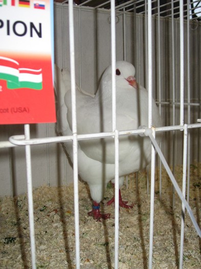 IMG_4859 - SOLT 2012 TINERET