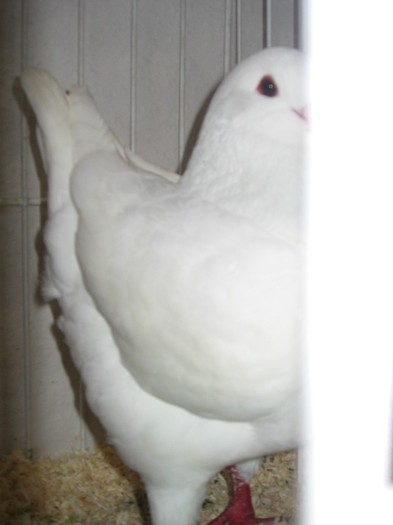 IMG_4861 - SOLT 2012 TINERET