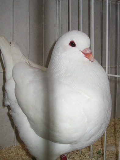 IMG_4862 - SOLT 2012 TINERET