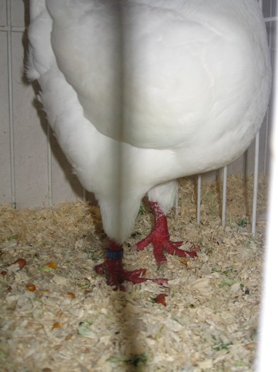 IMG_4863 - SOLT 2012 TINERET