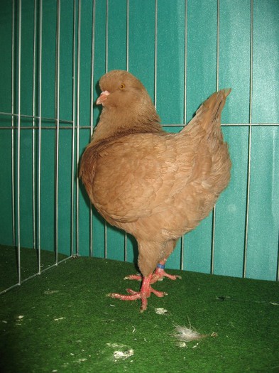 IMG_4864 - SOLT 2012 TINERET