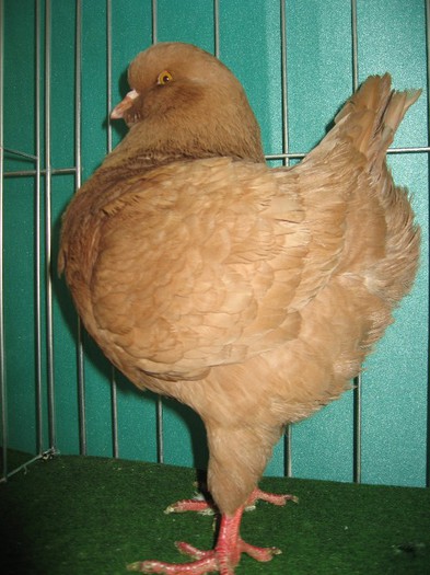 asa ar trebui sa fie un kingca si pozele ce urmeaza - SOLT 2012 TINERET