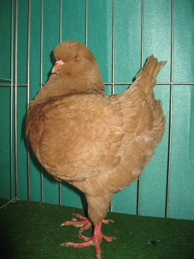 IMG_4868 - SOLT 2012 TINERET