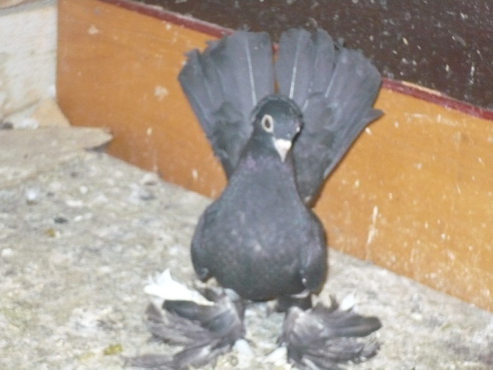 porumbei 2012 168