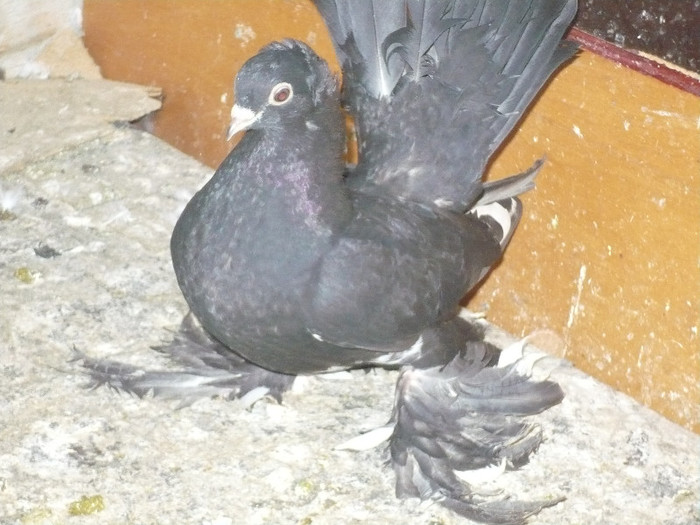 porumbei 2012 167