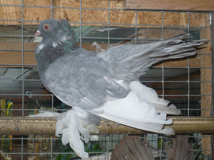 porumbei 2012 163