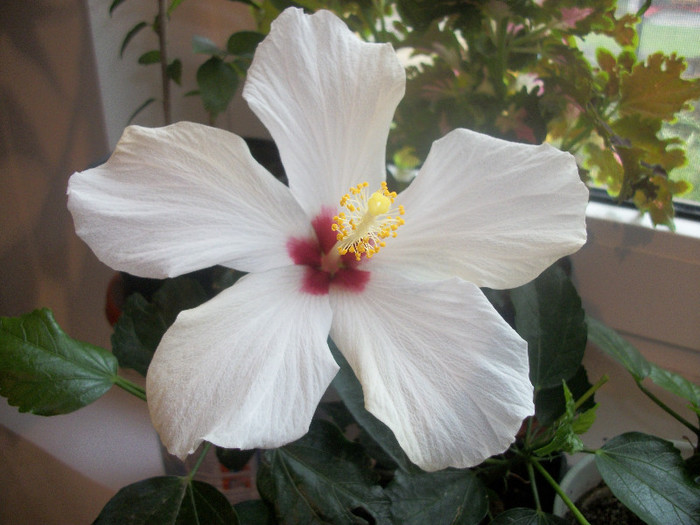 100_4702 - hibiscus