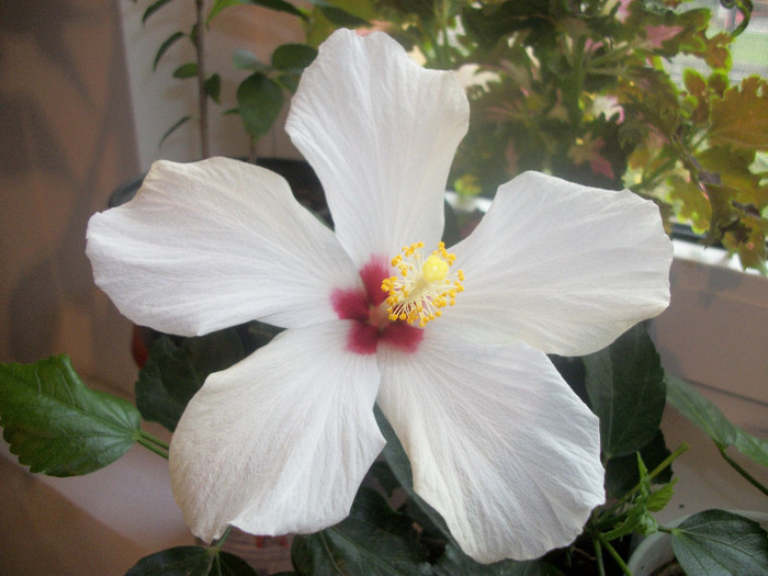 100_4703 - hibiscus