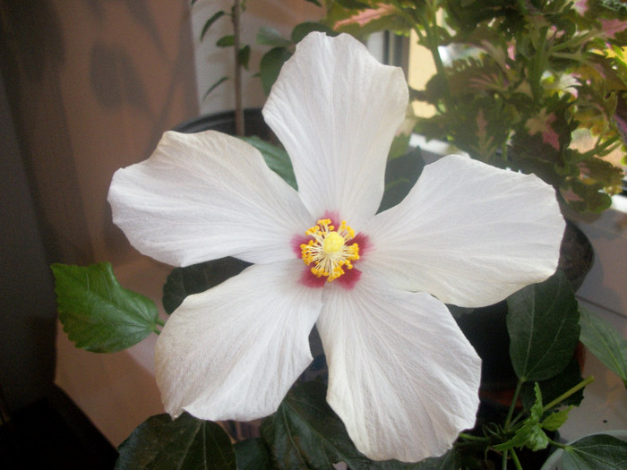 100_4704 - hibiscus
