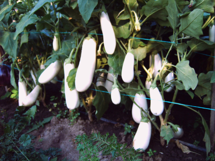 Vinete albe; Soi foarte productiv si rezistent la boli
