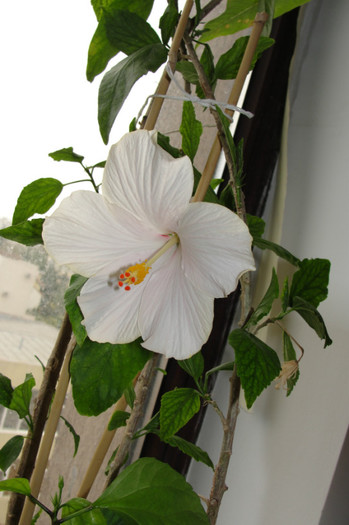 hibiscus Tokyo ( nu San remo)